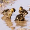 Eine Entenfamilie auf dem Hof